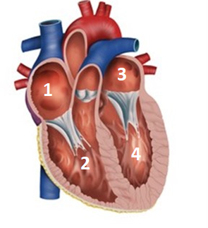 Kalbin Anatomisi ve Dolaşım